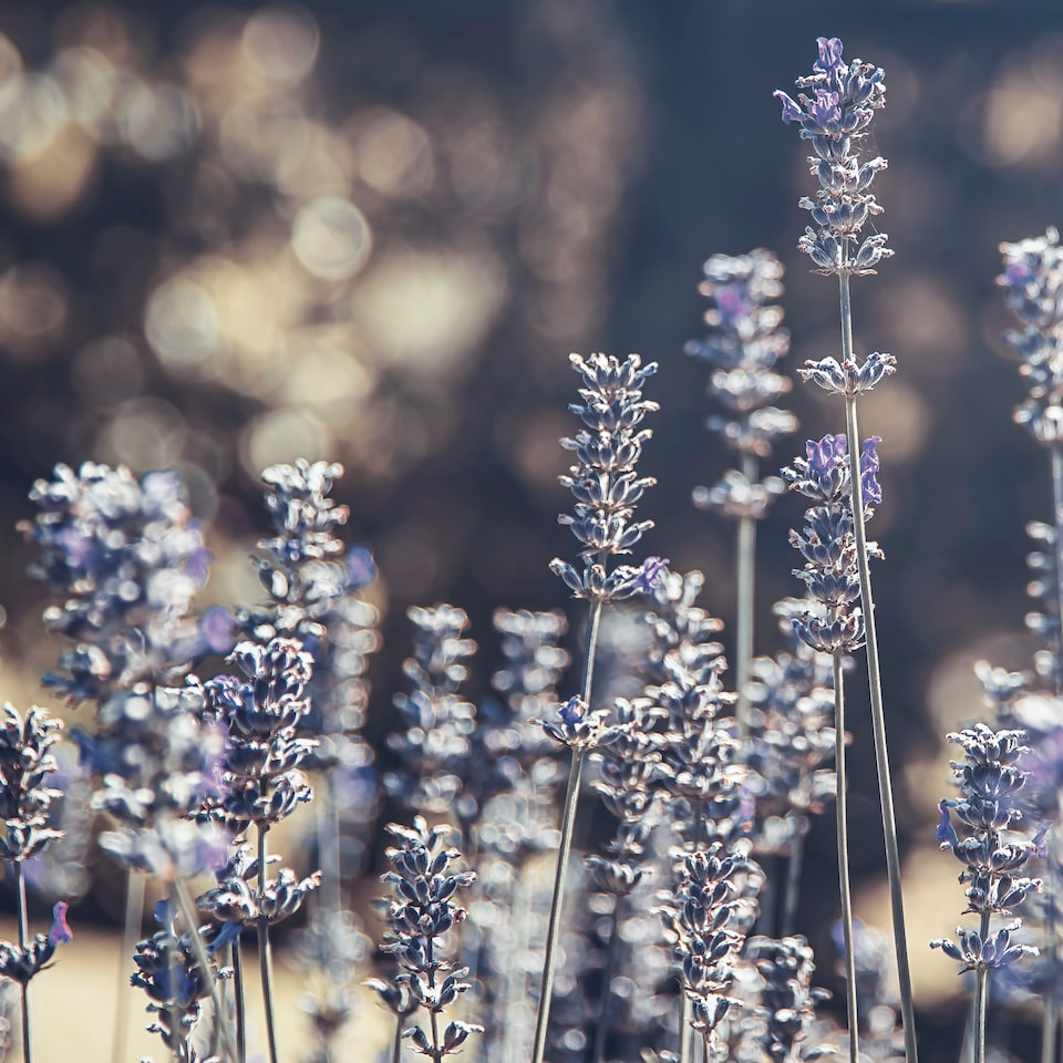 Lavender Cold