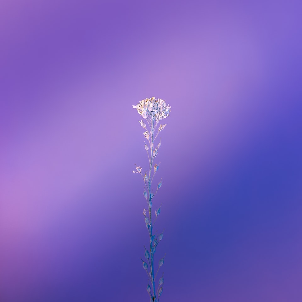 Purple Album