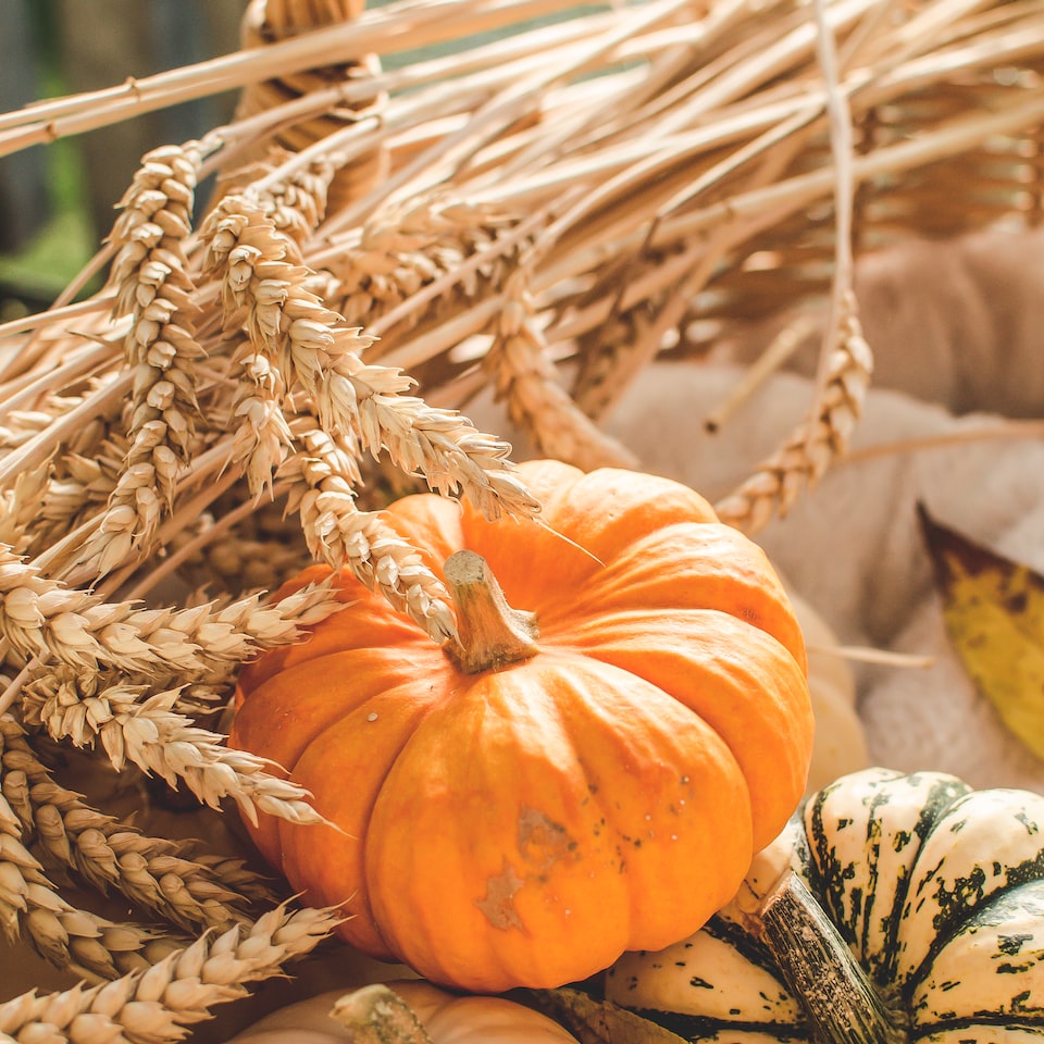 Lavender Moustache Pumpkin