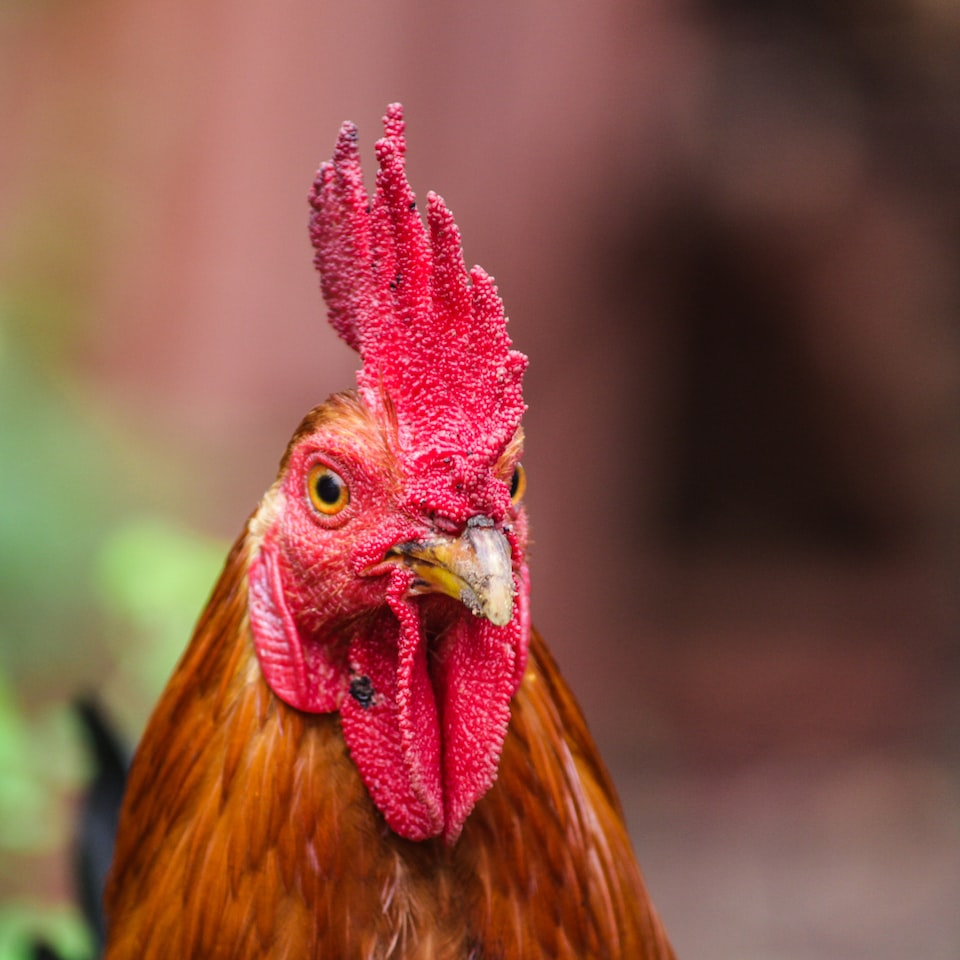 Motorola Rooster Gel