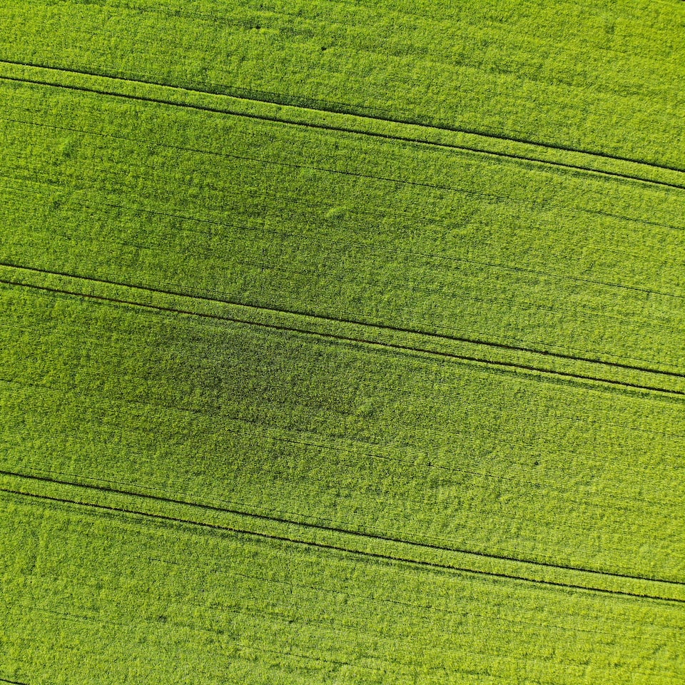 Green Meat Diamond