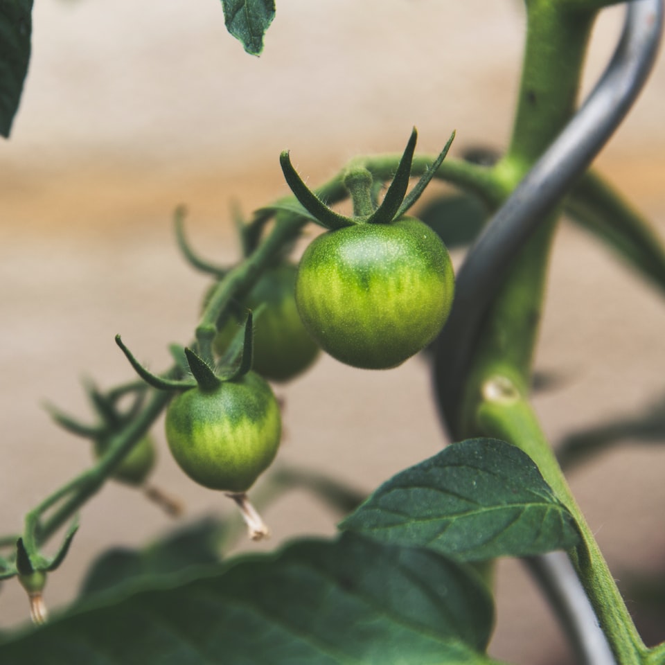 Table Shower Tomato