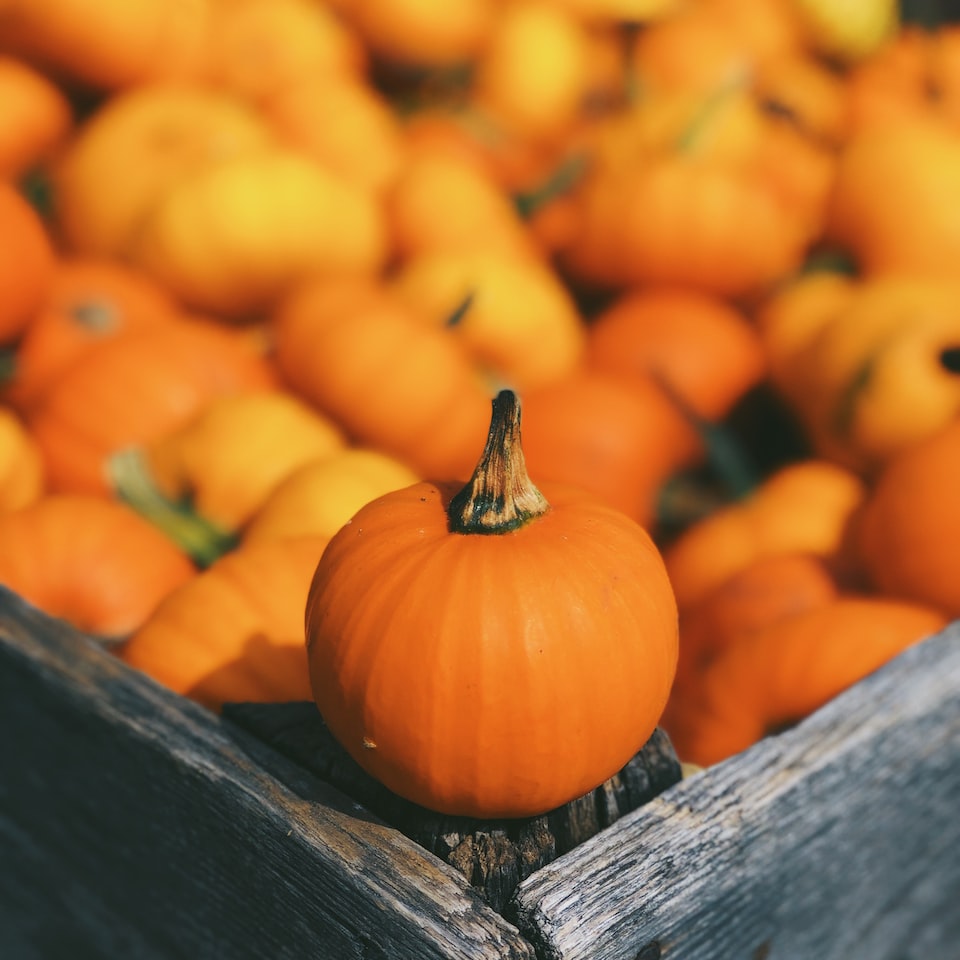 Bed Pumpkin Trouser