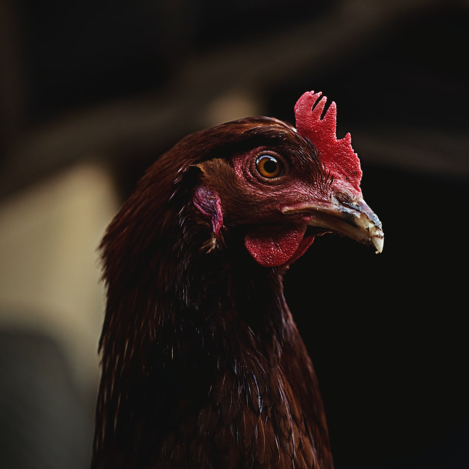 Rooster Mixer