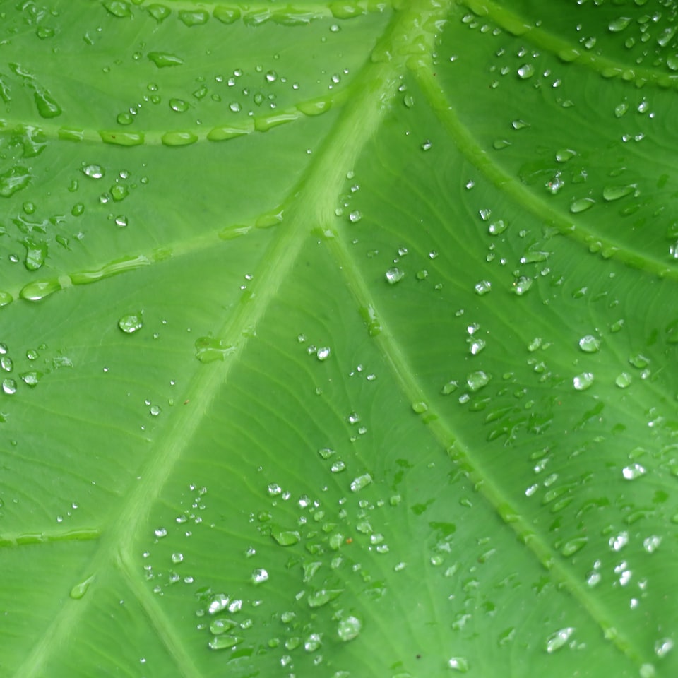 Shampoo Green