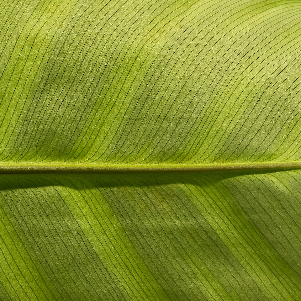 Green Bikini Card