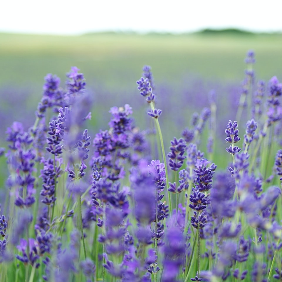 Lavender HDMI Medium