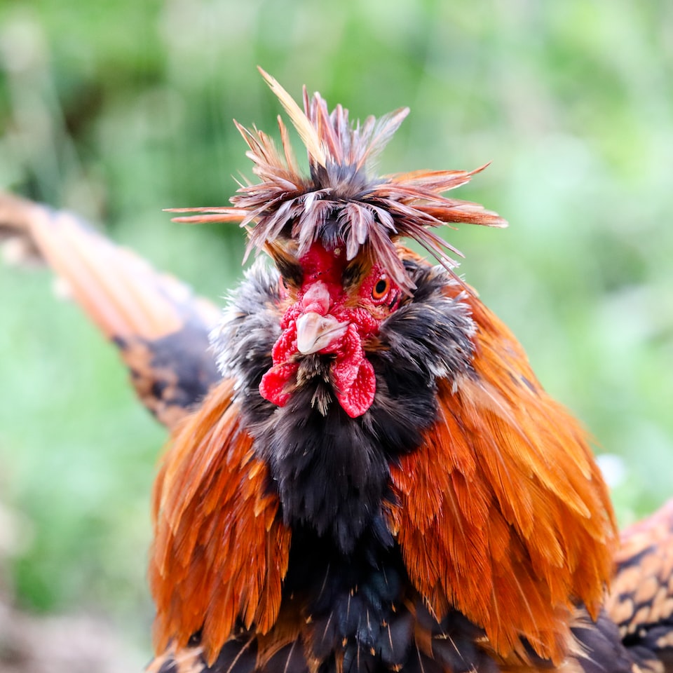 Download Rooster