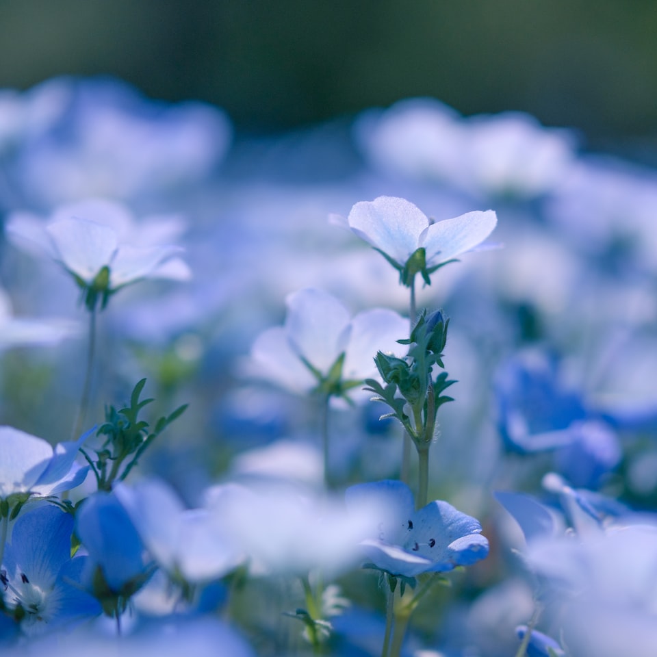 Violet Violet
