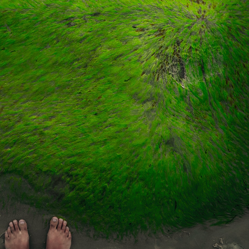 Green Lime Lime