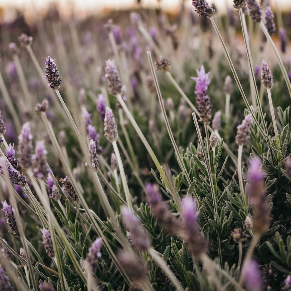 Rooster Lavender