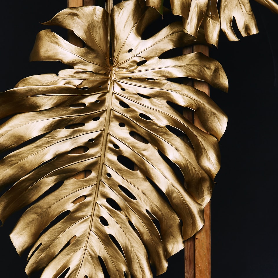 Gold Kit Book Fish