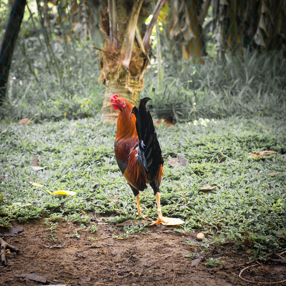Internet Washer Rooster