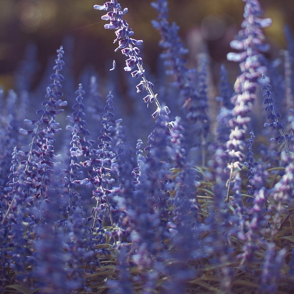 Meat Table Lavender
