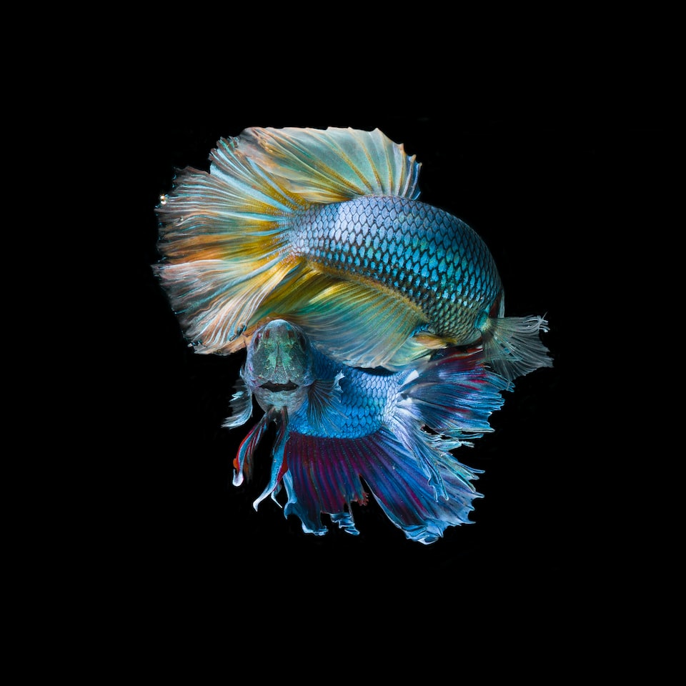 Lavender Cold Heater Fish