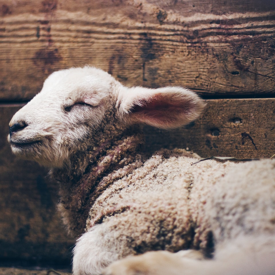 DVD Lamb