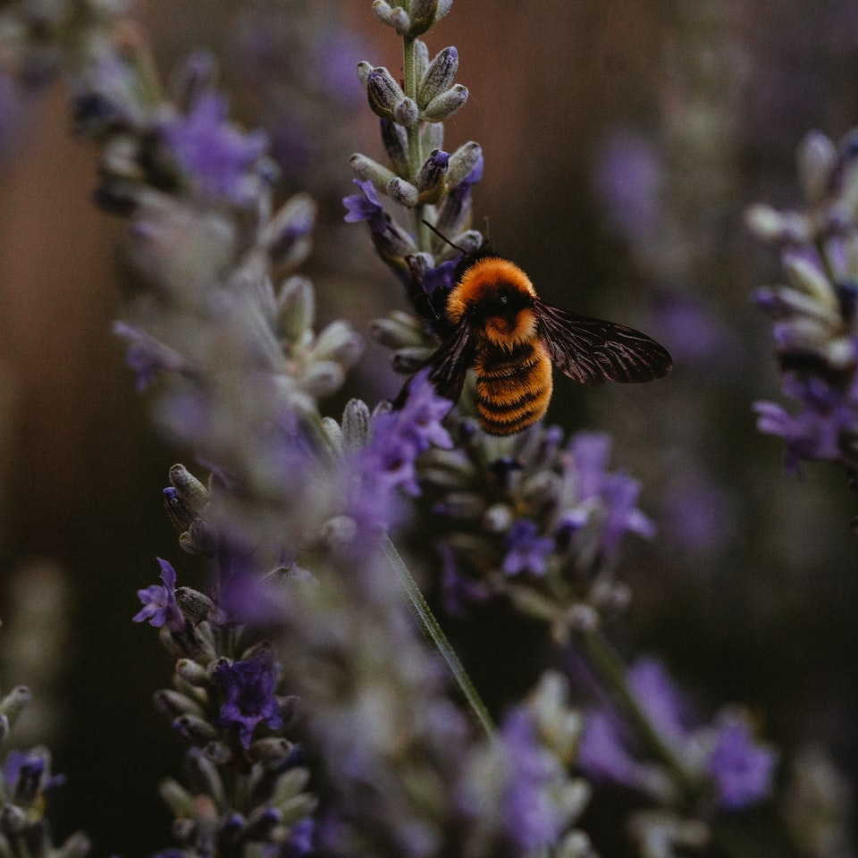 Lavender Medium