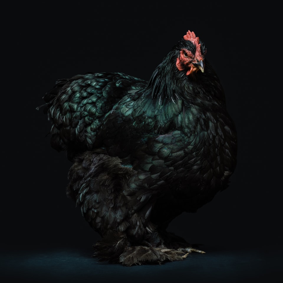 Heater Chicken