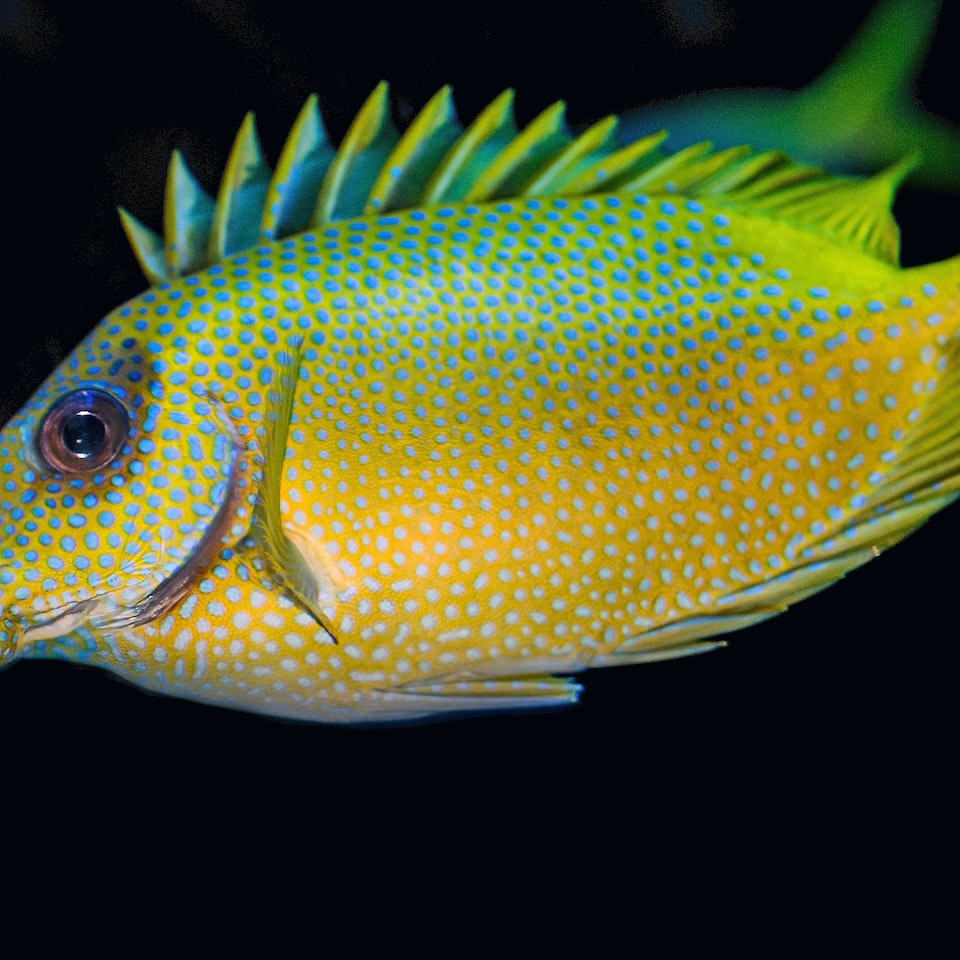 Fish Trouser