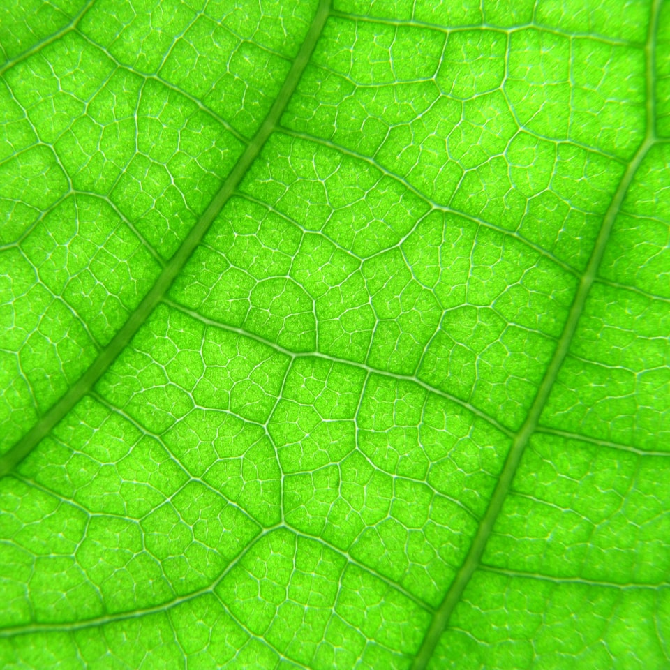 Chicken Green Internet
