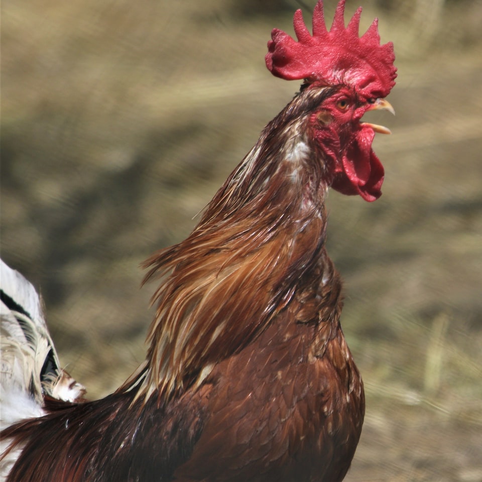 Motorola Rooster