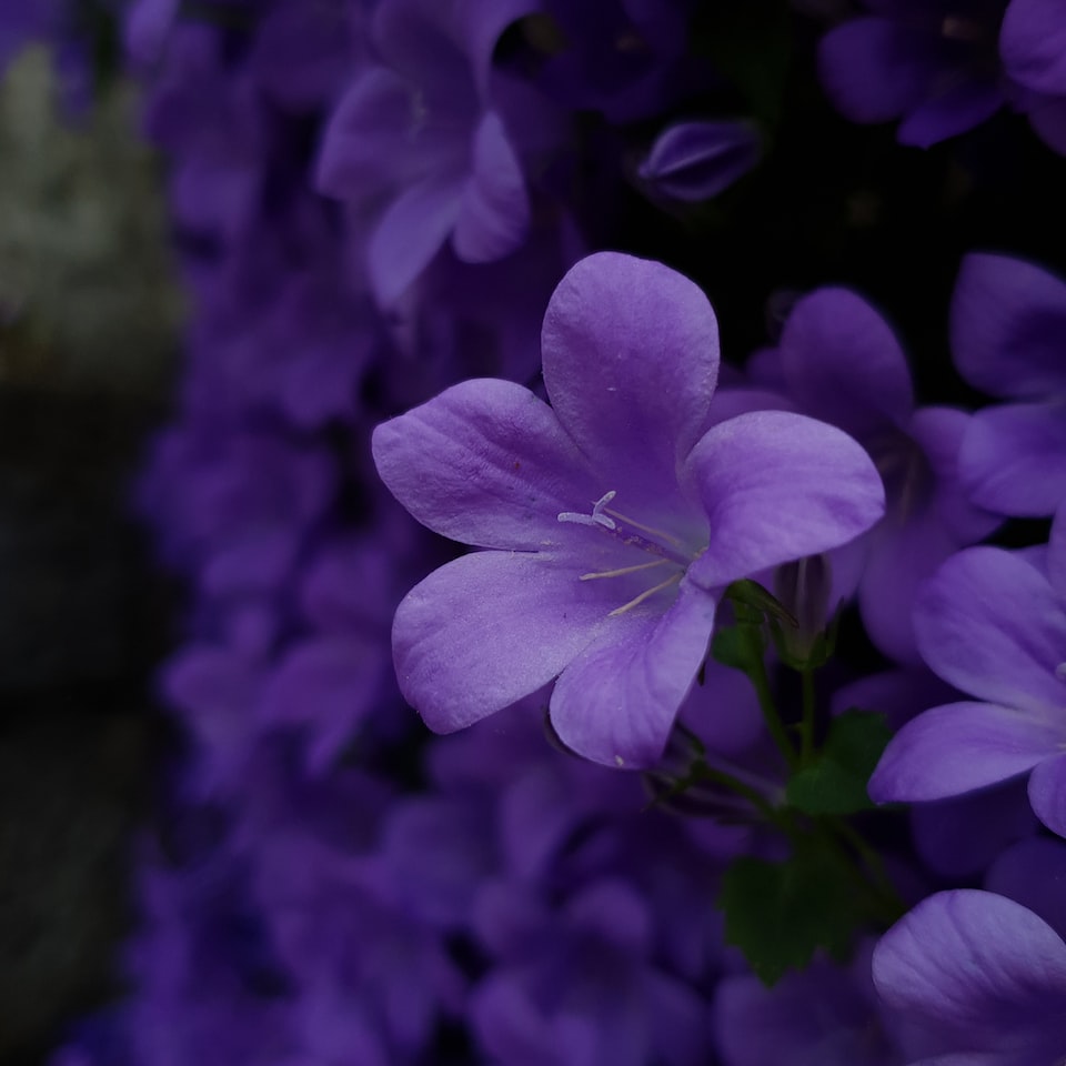 Doll Violet