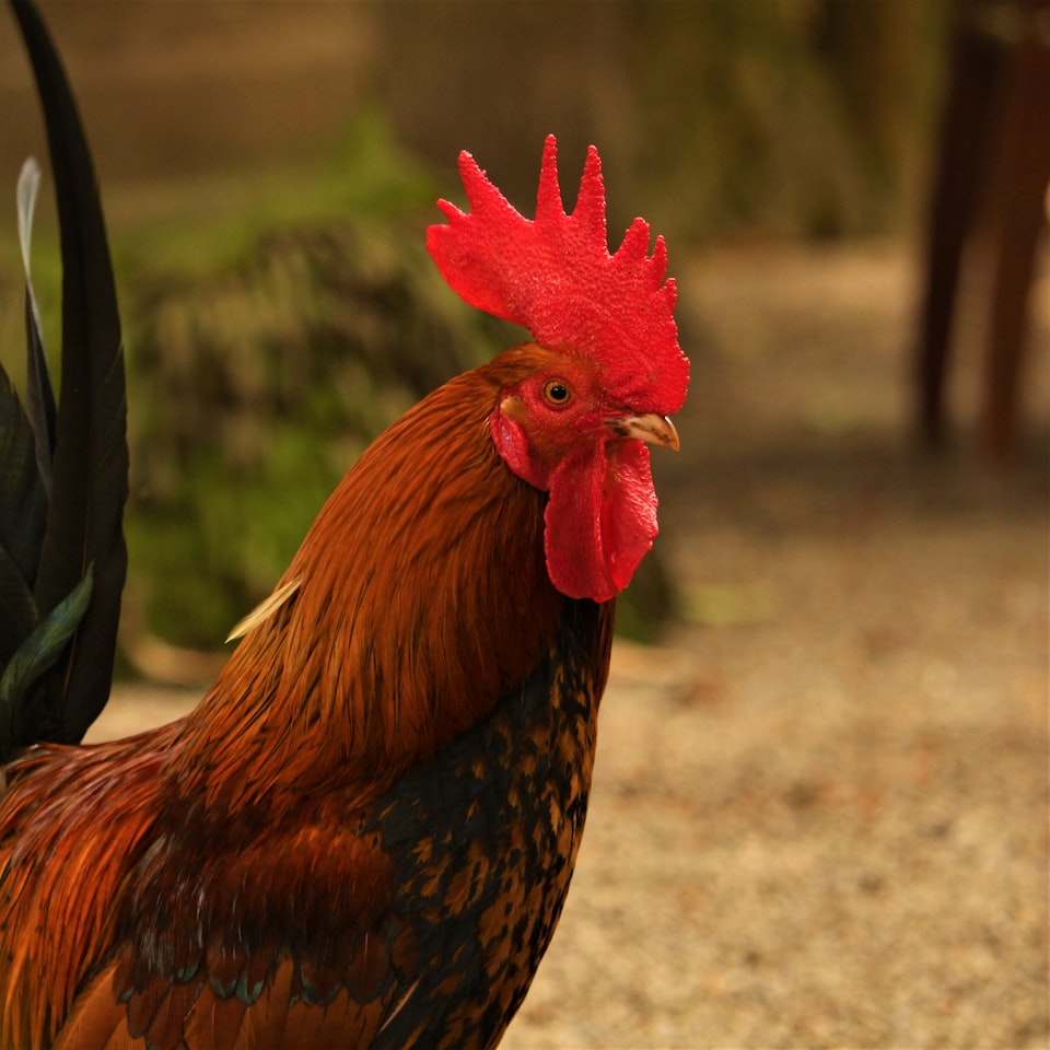 Plastic Rooster