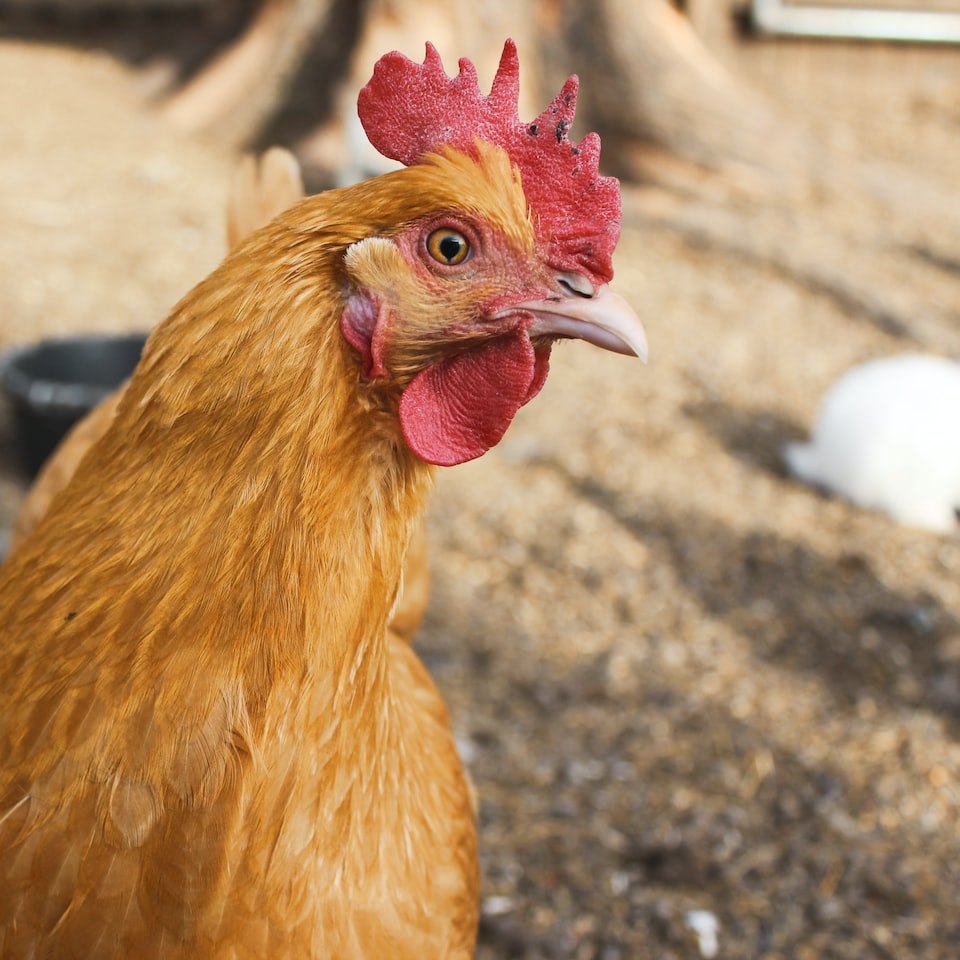 Chicken Cold