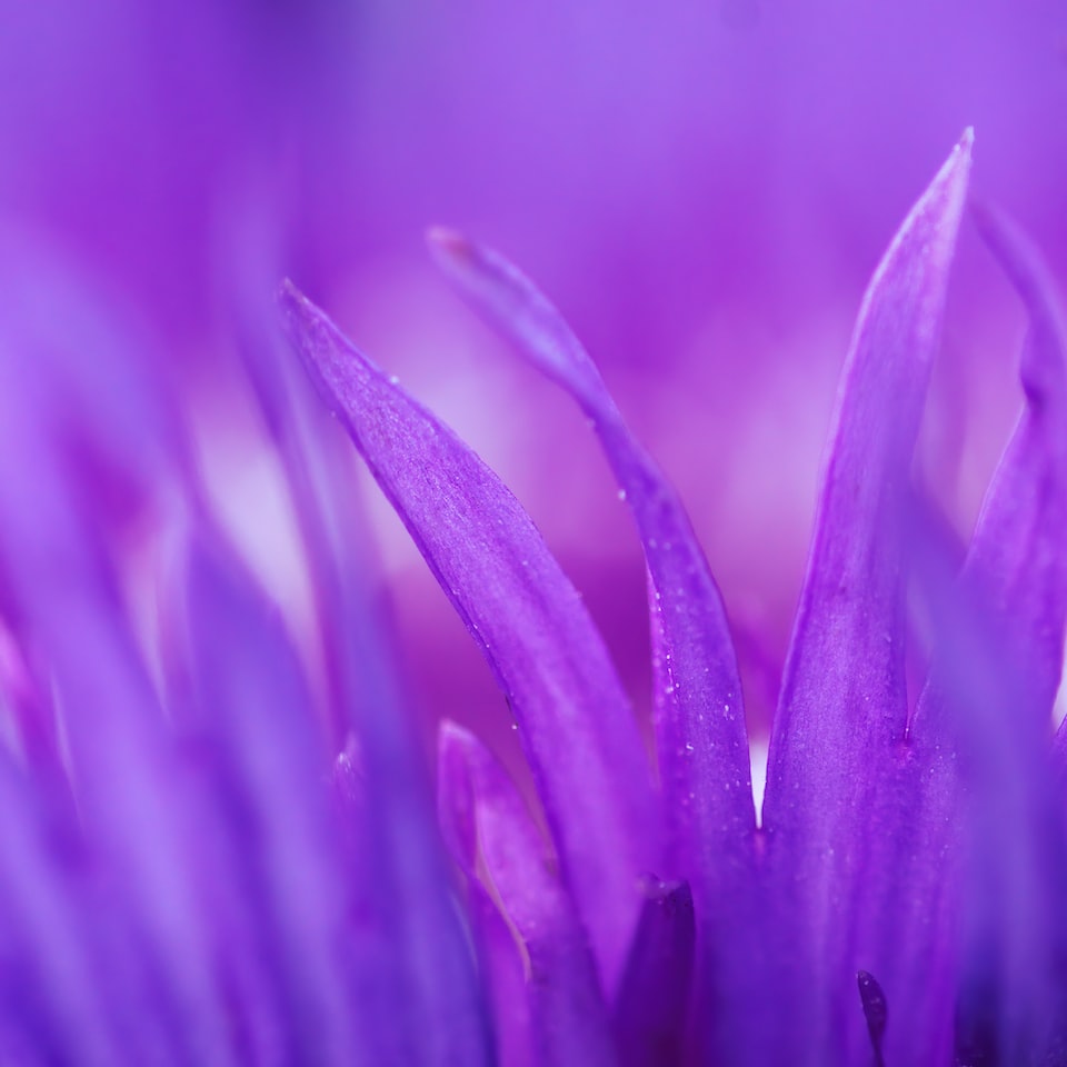 Moustache Purple Meat