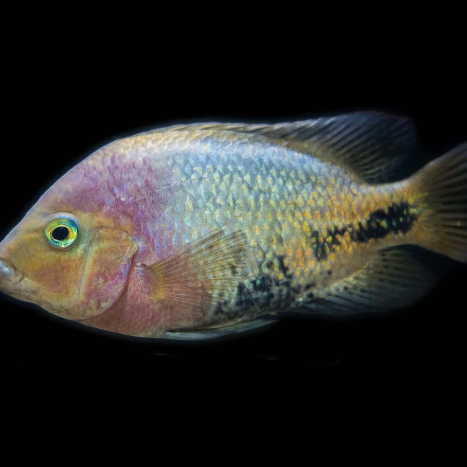 Fish Bed DVD